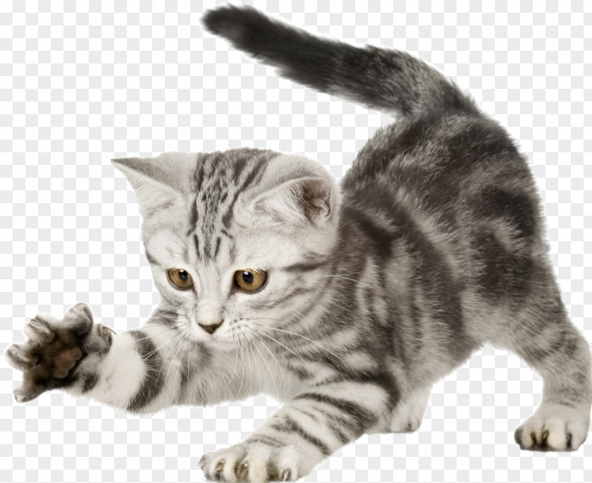 Cats British Shorthair Kitten Puppy Dog Wildcat PNG