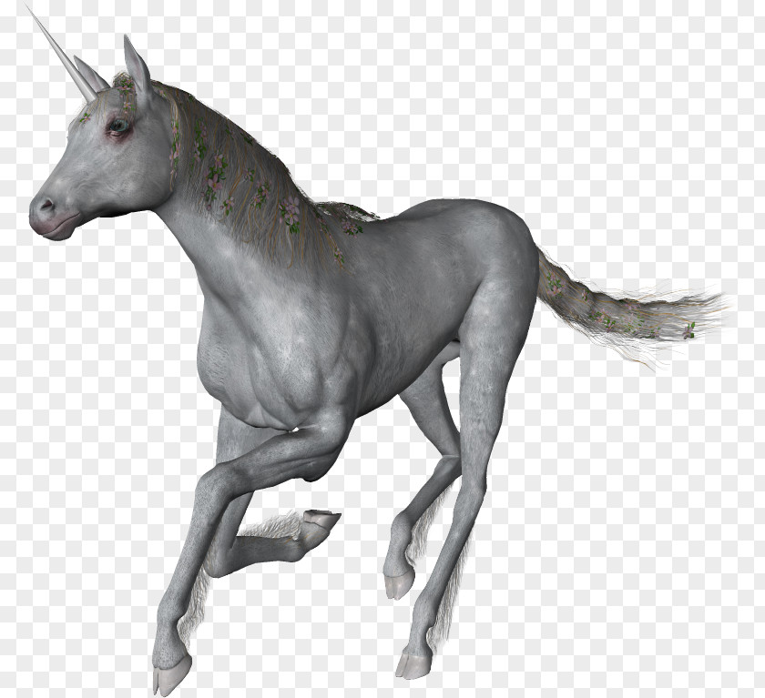 Horse Unicorn Horn DeviantArt PNG