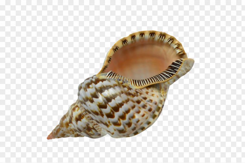Seashells Seashell Cockle Lobatus Gigas Conchology Charonia PNG