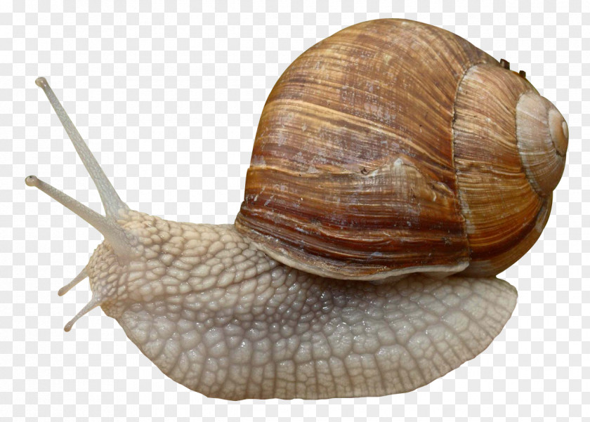 Snail Burgundy Grove Gastropods PNG