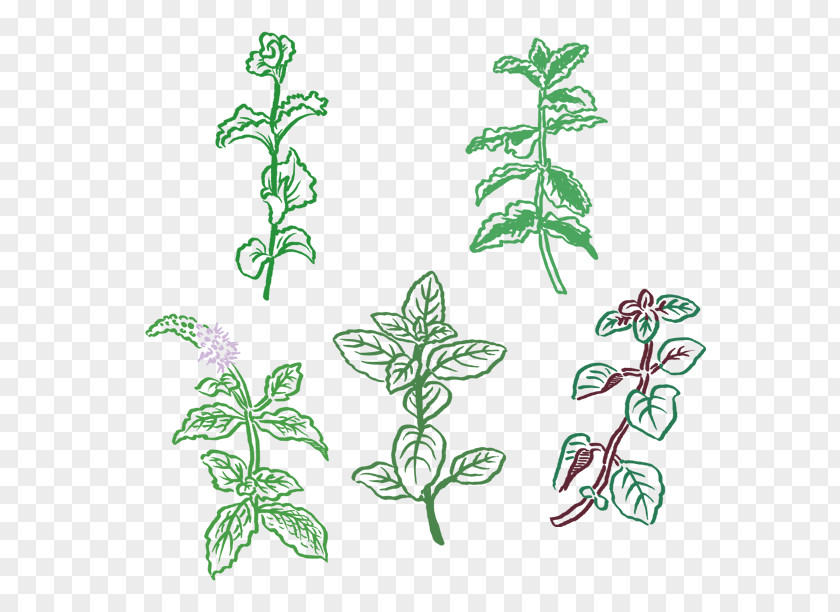 Abe Illustration Plant Stem Flowering Leaf Product PNG