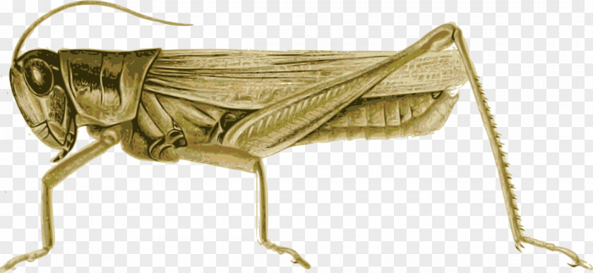 Insect Locust Clip Art Grasshopper Cricket PNG