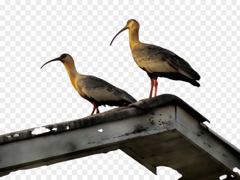 Stork Ciconiiformes Bird Ibis Beak Shorebird Crane-like PNG