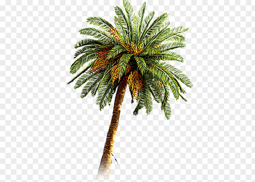 Tree Coconut Arecaceae Date Palm PNG