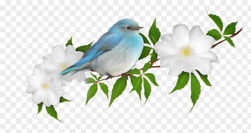 Bird Mountain Bluebird Songbird Plant PNG