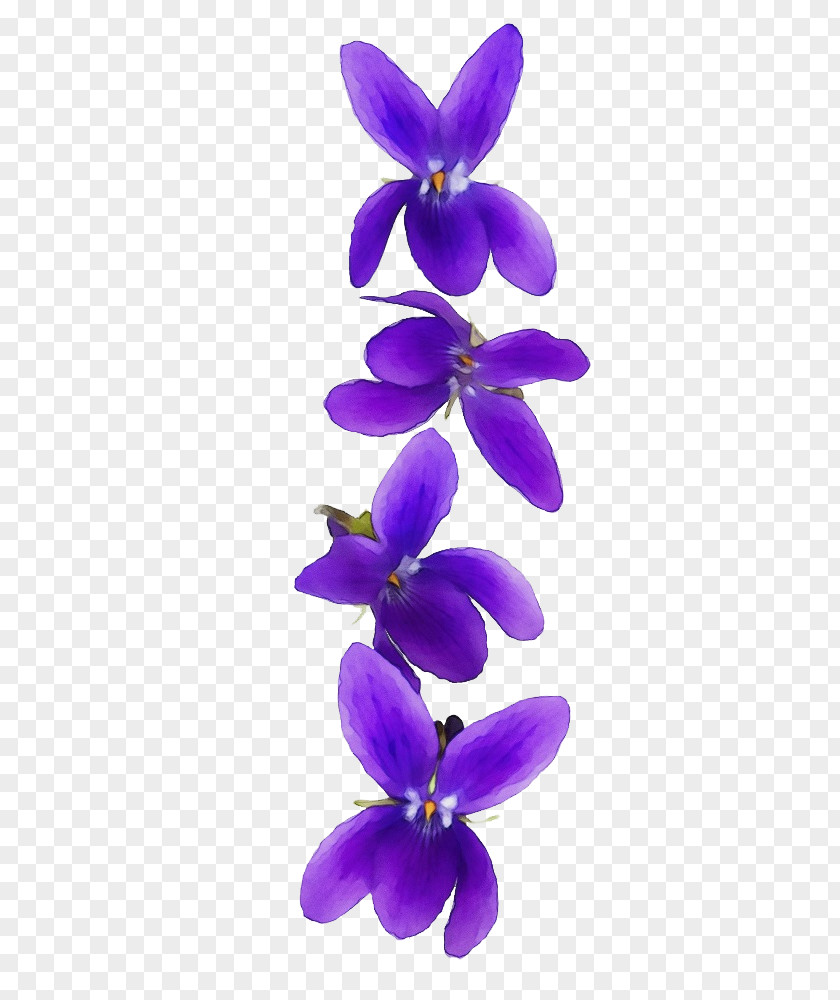 Lavender PNG