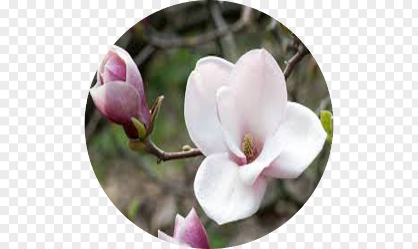 Magnolia Love Flower Hope Virtue PNG