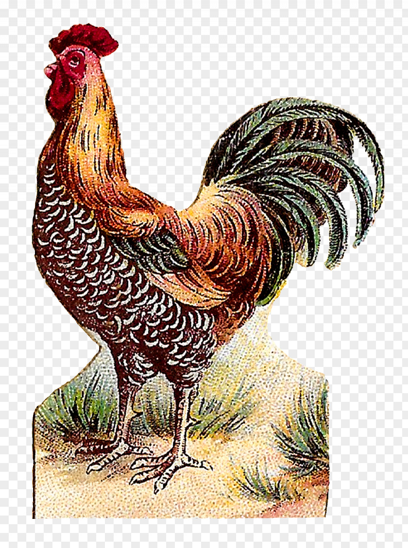 Painting Rooster Art Forms In Nature Dominique Chicken PNG