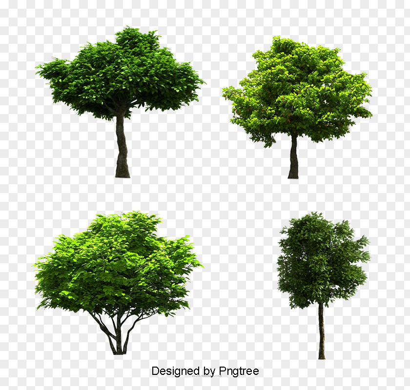 Tree Image JPEG Photograph PNG