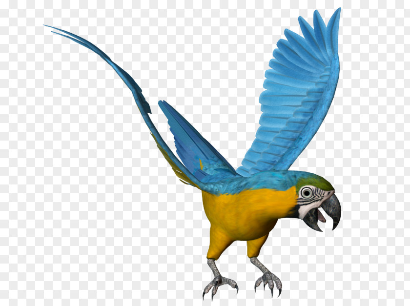 Bird Women And Birds Parakeet Painting Macaw PNG