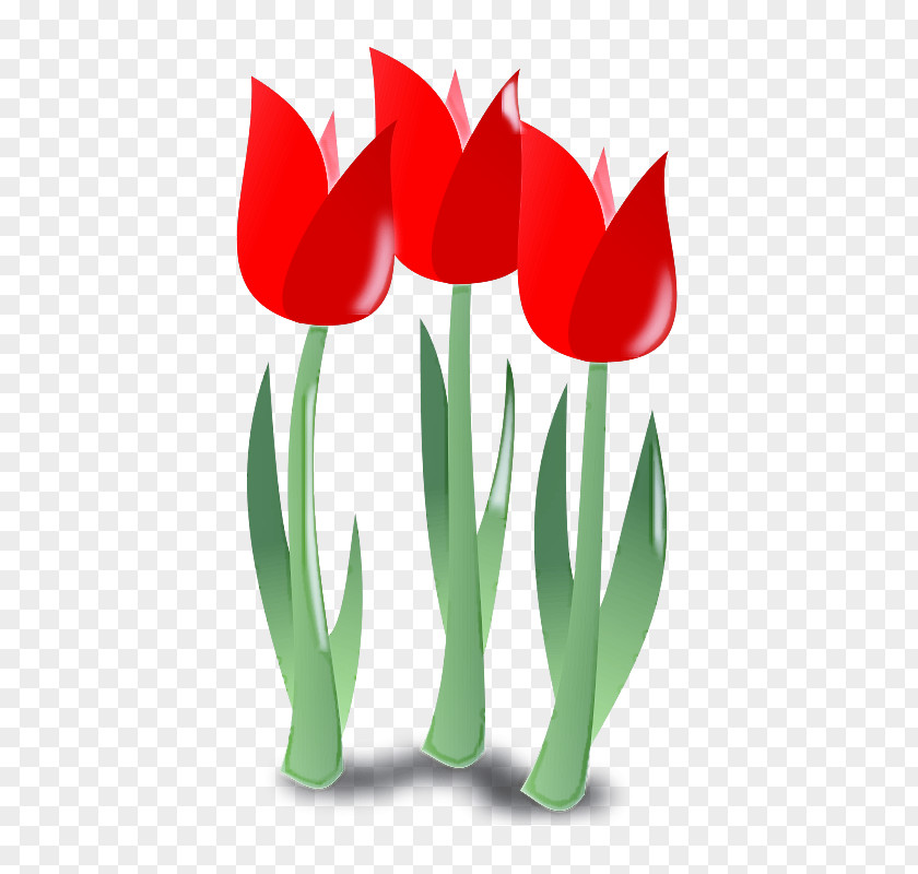 Flowering Plant Leaf Tulip Flower Petal Lady PNG