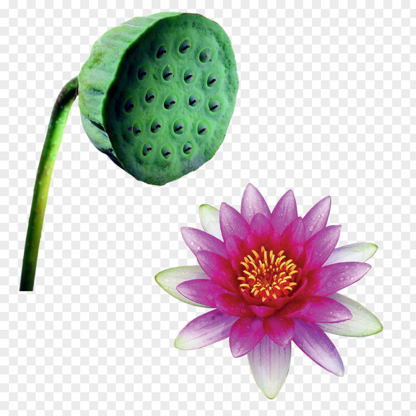 Lotus,Shower Paper Nelumbo Nucifera Flower PNG