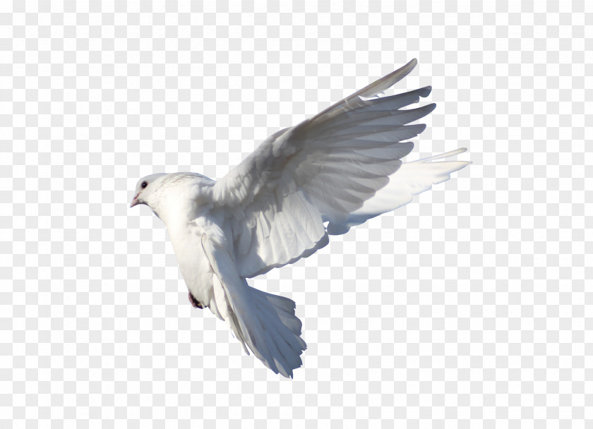 Pigeon Rock Dove Columbidae Bird Flight PNG