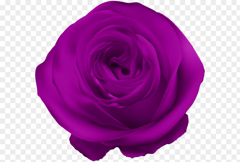 Purple Rose Blue Flower PNG