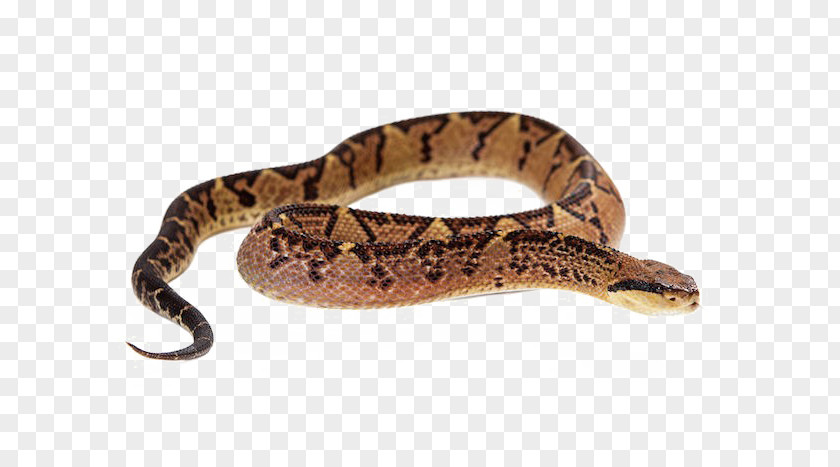 Snake Vipers Crotalus Pricei Venom PNG