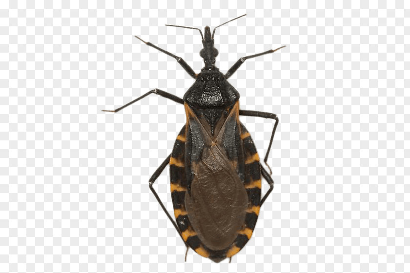 True Bugs Texas Chagas Disease Triatoma Dimidiata Heteroptera Infestans PNG