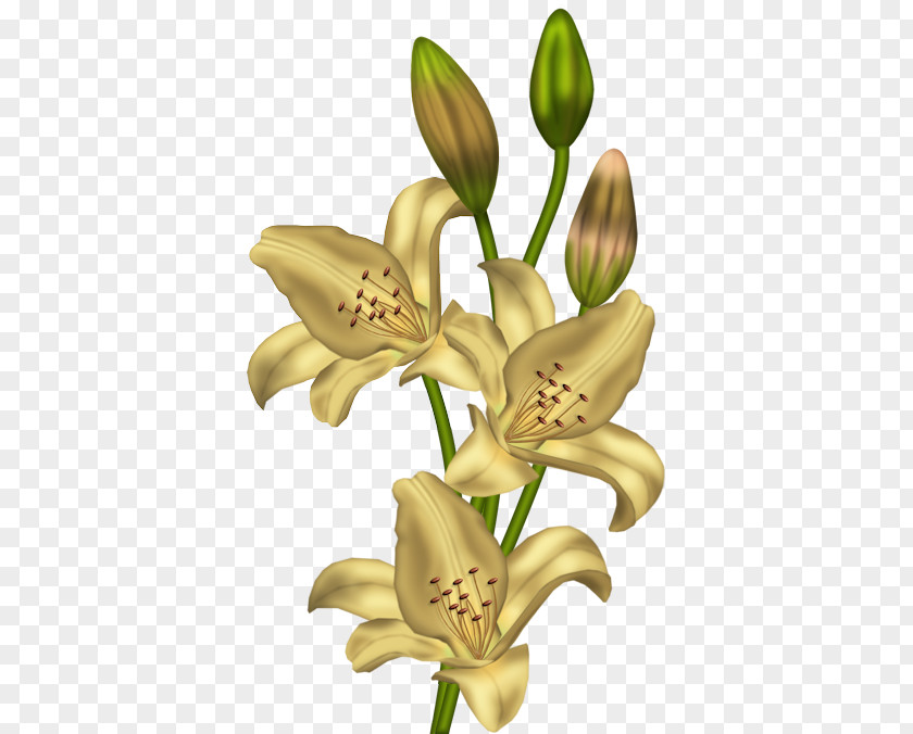 Lilium 'Stargazer' Flower Yellow Clip Art PNG