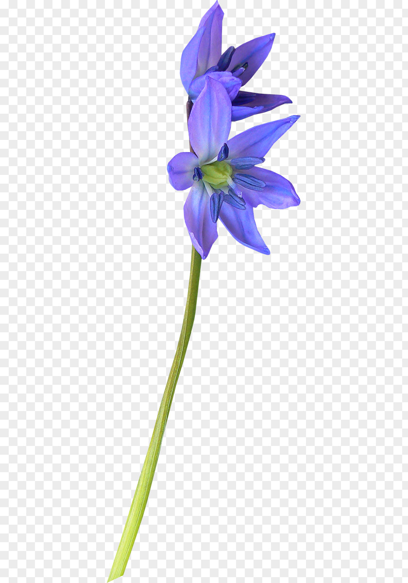 Plant Cut Flowers Stem Herbaceous PNG