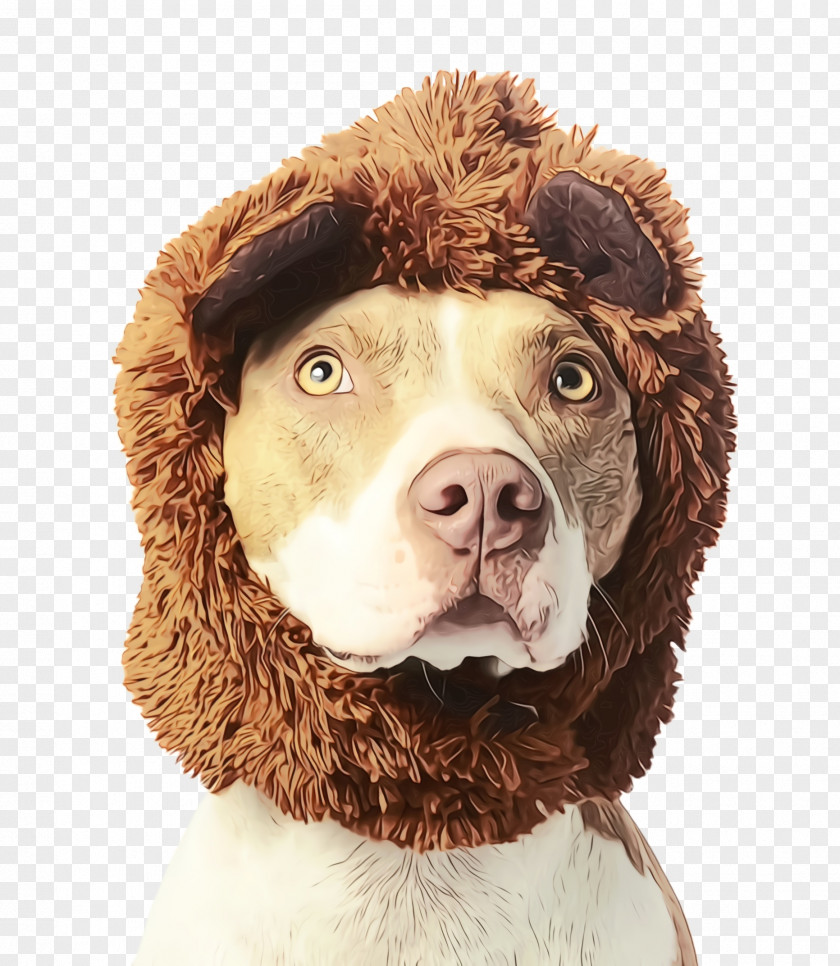 Brittany Fur Cute Dog PNG