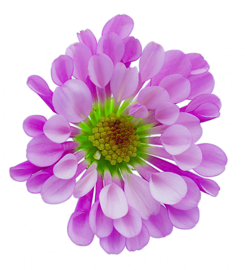 Flower Free Images Download Image Resolution Desktop Wallpaper PNG