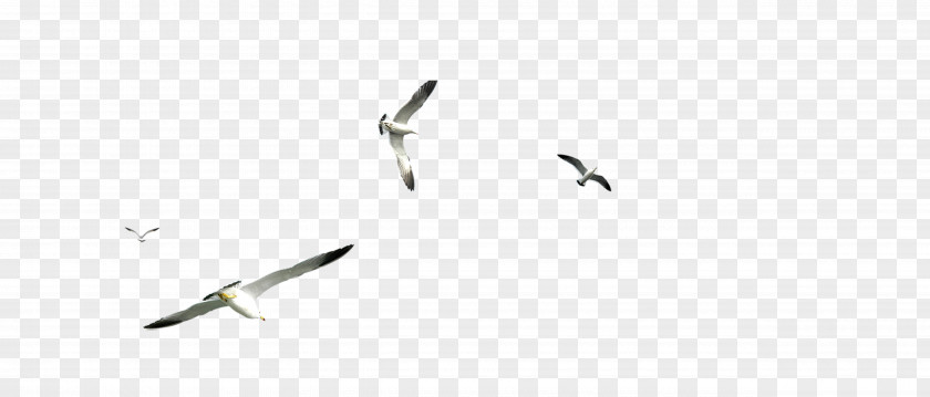 Flying Seagull Flight Gulls Airplane PNG