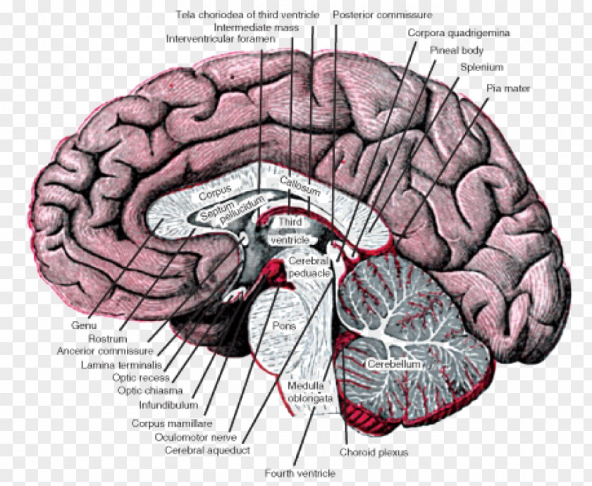 Nervous System Basal Ganglia Nucleus Forebrain Anatomy PNG