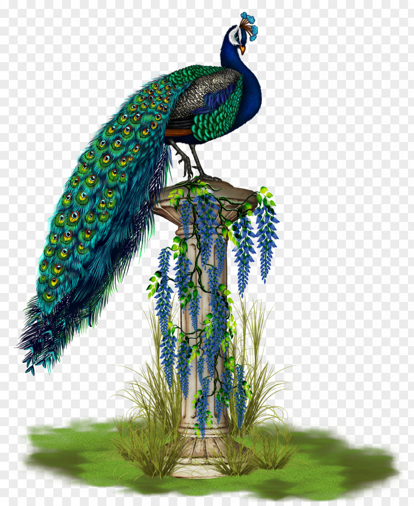 Peacock Bird Phasianidae Peafowl Feather Beak PNG