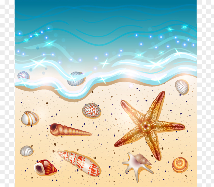 Beach Drawing Seashell Clip Art PNG