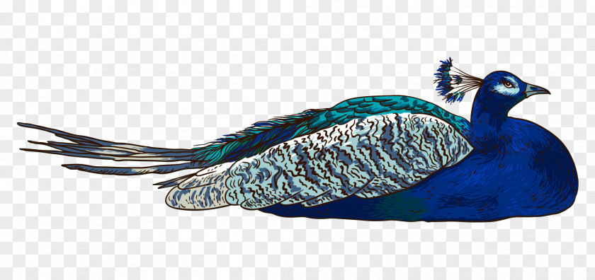 Cartoon Hand Colored Peacock Lie Down Peafowl PNG