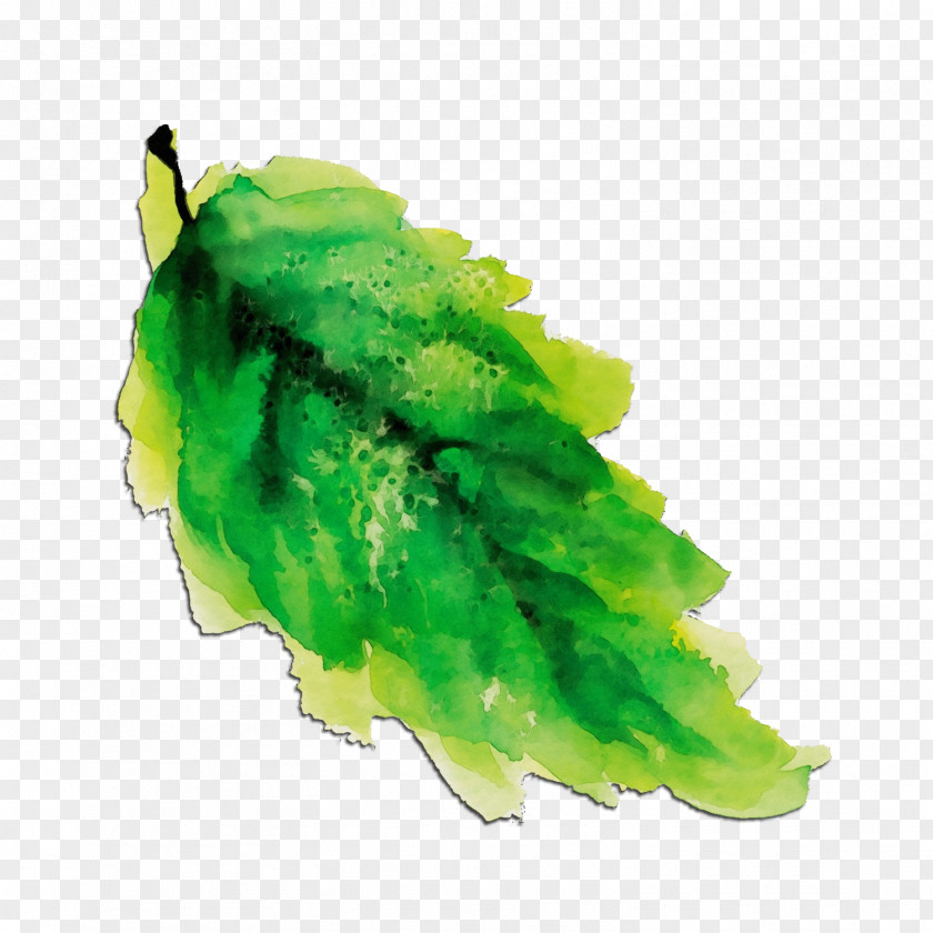 Plant Watercolor Paint Green Leaf PNG