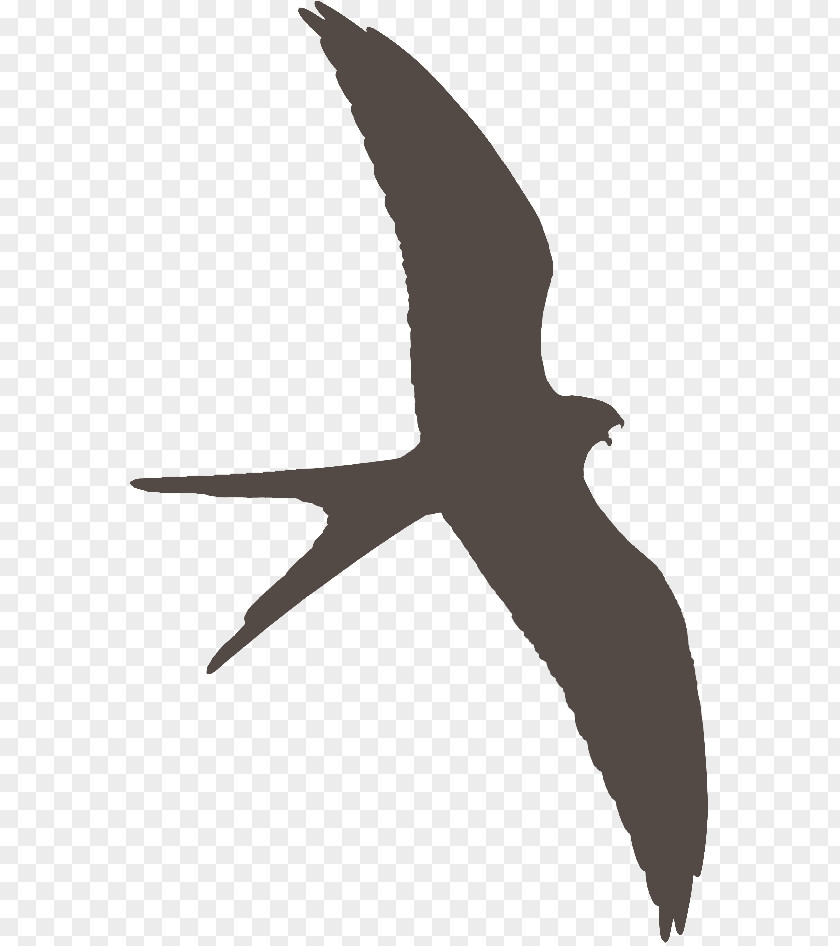Bird Beak Seabird Shorebirds Water PNG