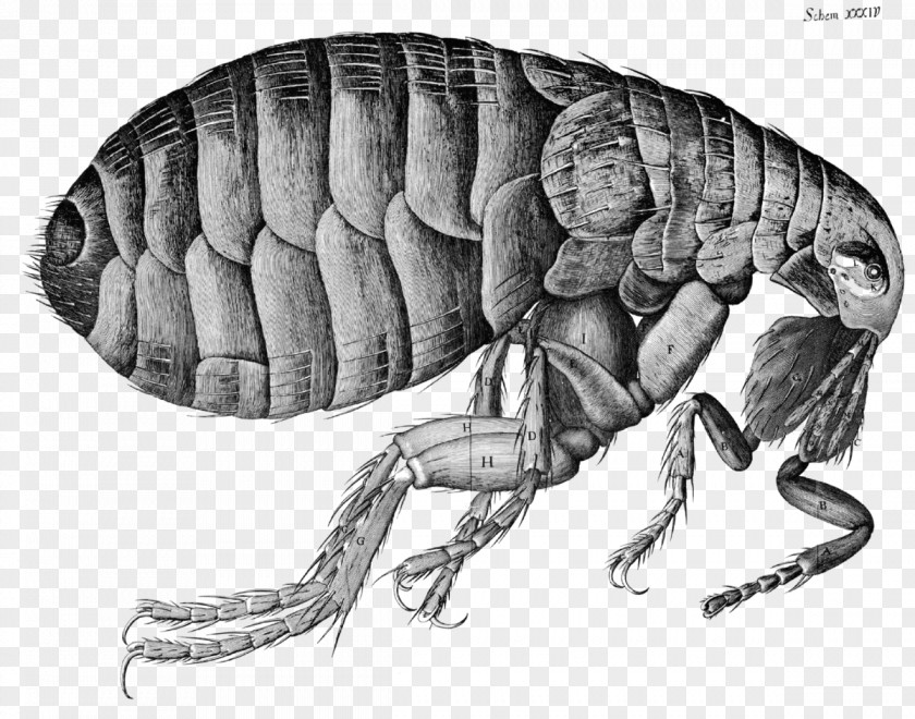 Fleas Micrographia Flea Microscope Hooke's Law Science PNG