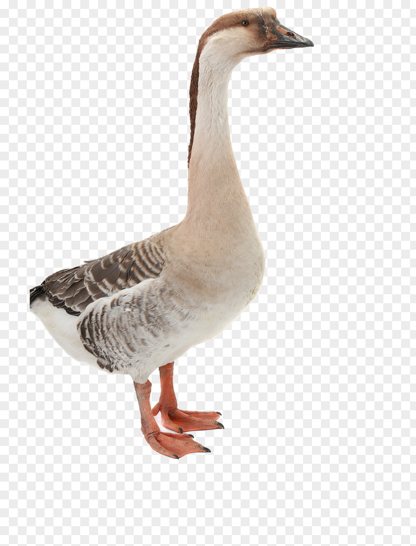 Goose Mallard Domestic Duck PNG