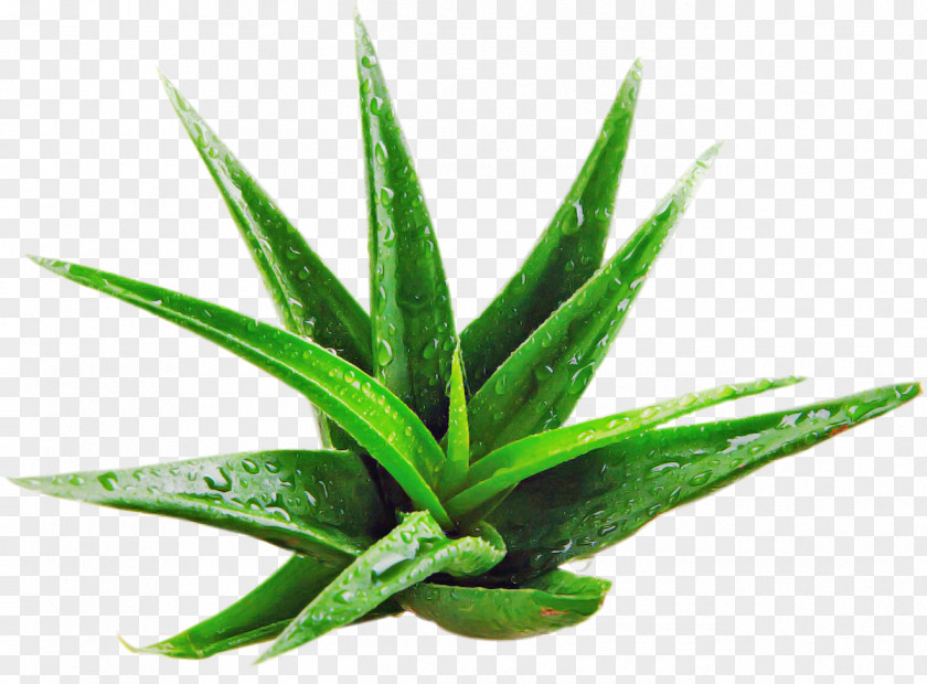 Leaf Plant Terrestrial Houseplant Flower PNG