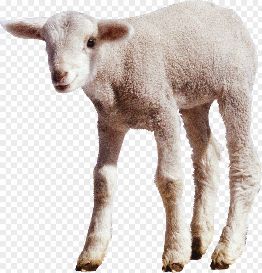 Sheep Cattle Clip Art PNG