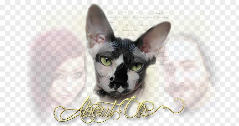 Sphinx Kittens Whiskers Sphynx Cat Main Breed Standard PNG