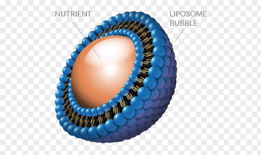 Technology Liposome Dietary Supplement Nutrient PNG