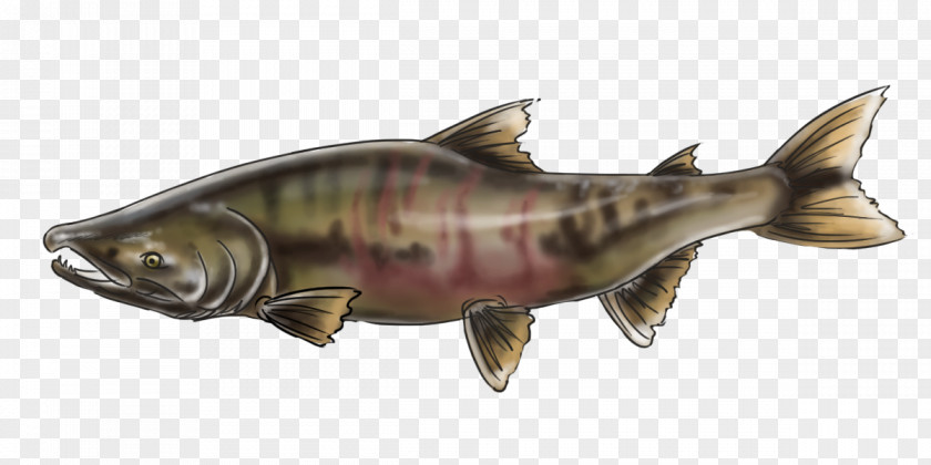 Chinook Salmon Keyword Tool Alaska Male Reproductive System PNG