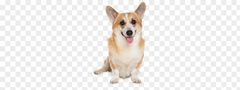 Corgi Dog Sitting PNG Sitting, photo of adult Pembroke Welsh corgi clipart PNG