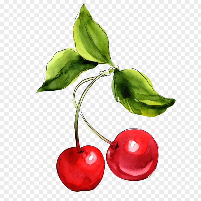 Hand-painted Watercolor Cherry Painting Fruit PNG