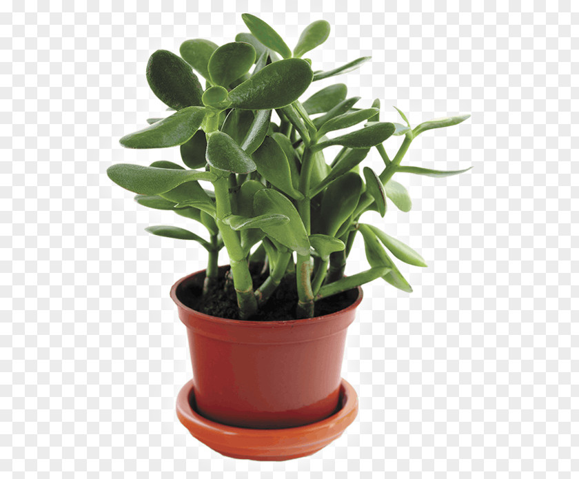 Plants Cactus And Succulents Indoor Houseplant Succulent Plant Jade PNG