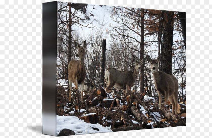 Reindeer National Park Winter Wildlife PNG