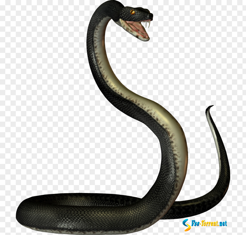 Small Snake Snakes Clip Art PNG