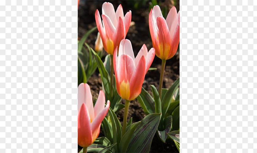 Bulb Tulipa Greigii Hyacinth Vase Amaryllis PNG