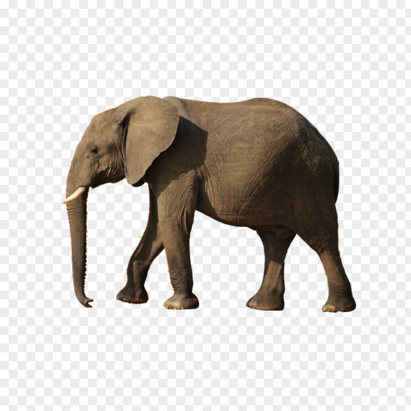 Elephant African Bush PNG