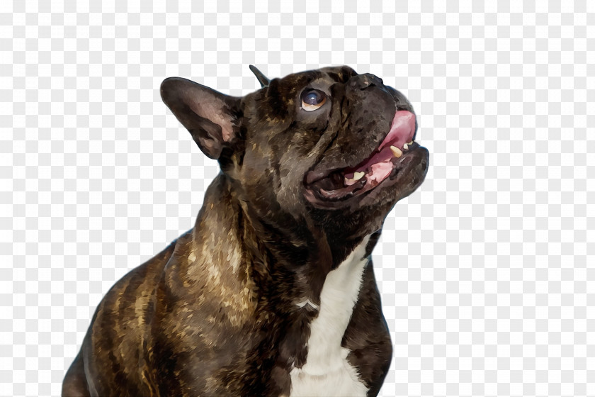 French Bulldog PNG