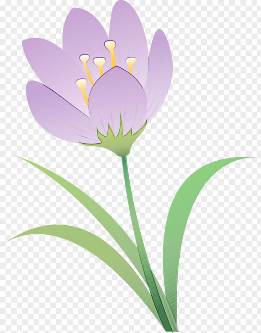 Pedicel Tommie Crocus Flowering Plant Flower Petal PNG