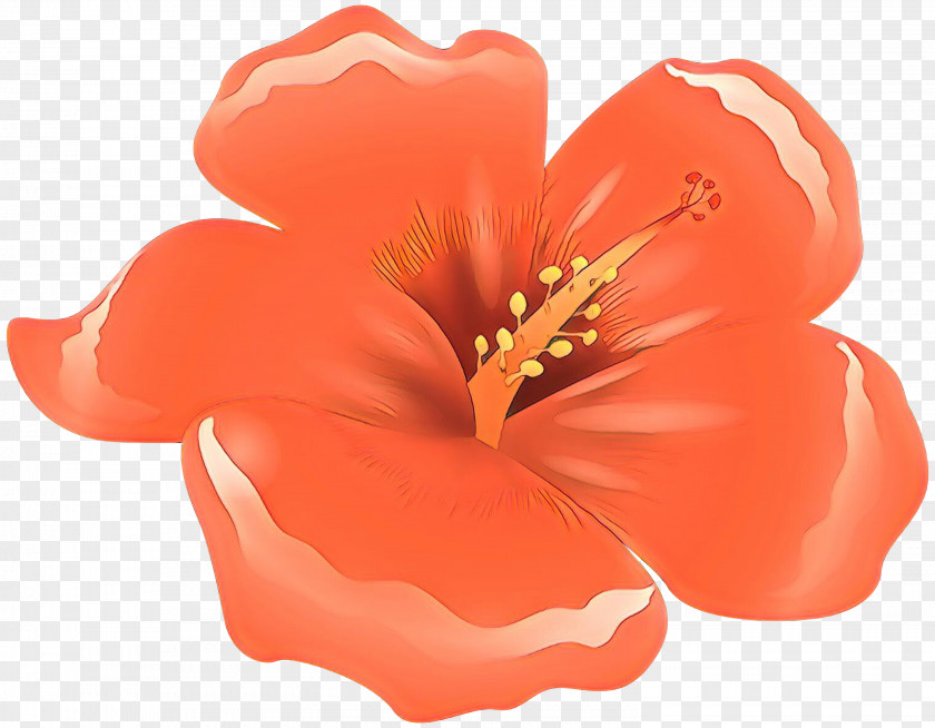 Perennial Plant Chinese Hibiscus Flowers Background PNG