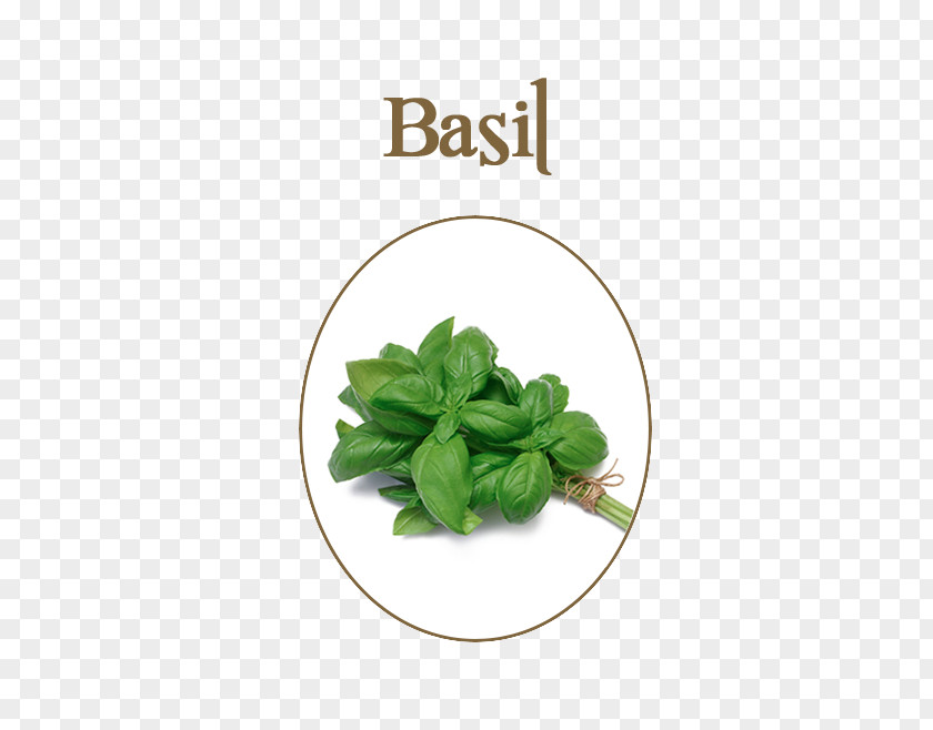 Basil Organic Food Herb Vegetable PNG
