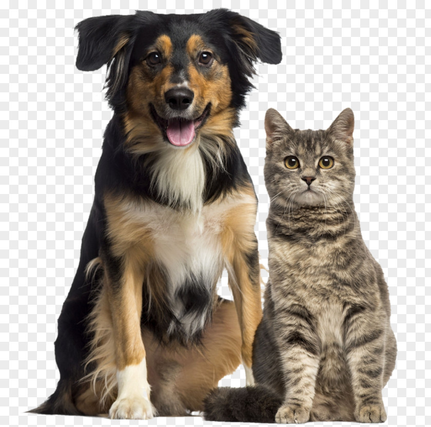Cat Dog Society For The Prevention Of Cruelty To Animals Humane Veterinarian PNG